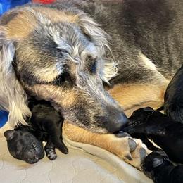 Boy 6 - Black and tan male Assorted Doodle Crosses puppy in Kansas City, Missouri from Beary GoldenDoodles