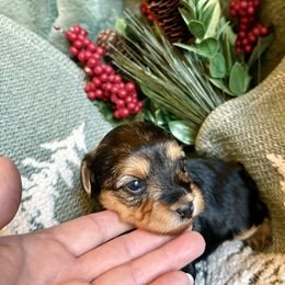 Raven - Black and tan female Yorkipoo puppy in Walla Walla, Washington from Linda Sherman