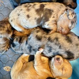 Dachshund Puppies from Dachshundsnextdoor
