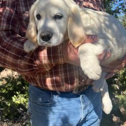 Kalmia - Light golden female Golden Retriever puppy in Concho, Arizona from Red Sky Ranch