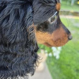 Boy 1 - Black and tan male Dachshund puppy in Deerwood, Minnesota from Decorous Dachshunds