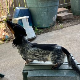 Feather is Retiring - Piebald female Dachshund puppy in Irving, Texas from DFW Dachshunds by G & S