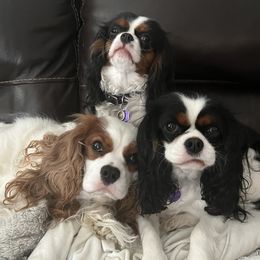 Nat - Cavalier King Charles Spaniel