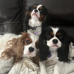 Nat - Cavalier King Charles Spaniel