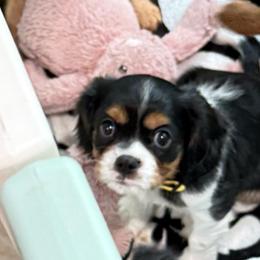 Herby (yellow collar) - Tri-color male Cavalier King Charles Spaniel puppy in Ocala, Florida from Ray of Sunshine Spaniels LLC