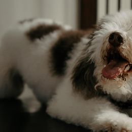 Bernedoodles from Bouse Bernedoodles