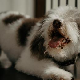 Bernedoodles from Bouse Bernedoodles