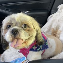 Marlie - Shih Tzu