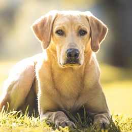 Boone - Labrador Retriever
