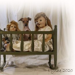 Italian Greyhound Puppies from Uwharrie