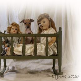 Italian Greyhound Puppies from Uwharrie