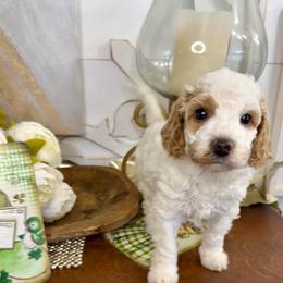 Belle - Parti female Goldendoodle puppy in Sheridan, Arkansas from Arkie Doodles