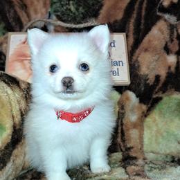 ESTHER Girl 4 - White female Pomeranian puppy in Lore City, Ohio from Tonia's Pomeranians