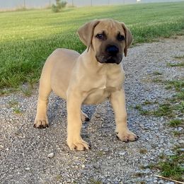 Boerboel Puppies from Heritage Boerboels