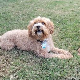 Cavapoo All Grown Up from Liberty Hill Texas Cavapoos