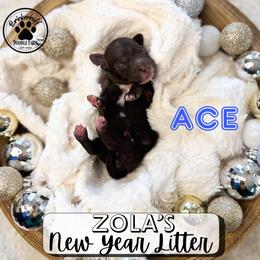 Ace - Chocolate male Goldendoodle puppy in Anderson, South Carolina from Brinkerhoff Doodle Farm