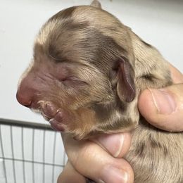 Martin AKC - Dapple male Dachshund puppy in Fayetteville, Pennsylvania from PA's Darling Doxies