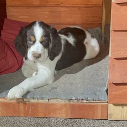 English Springer Spaniel Puppies from Desert Shadow Springers