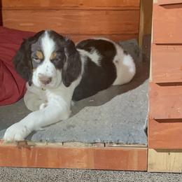 English Springer Spaniel Puppies from Desert Shadow Springers