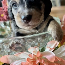 Dachshund Puppies from GypsyDox