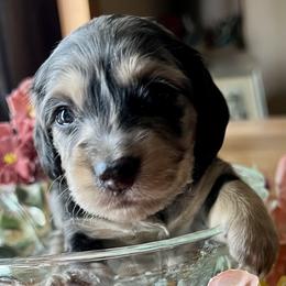 Dachshund Puppies from GypsyDox