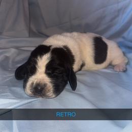 RETRO - Black and white male Basset Hound puppy in Letcher, Kentucky from Hackers Appalachian Basset Hounds