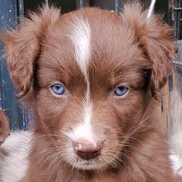 Chive - Red tri-color male Australian Shepherd puppy in Cottage Grove, Oregon from Farmstead Aussies