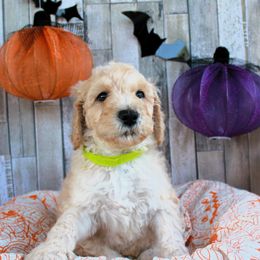 Murray - Cream Labradoodle puppy in Lanexa, Virginia from Lees Reach Farm