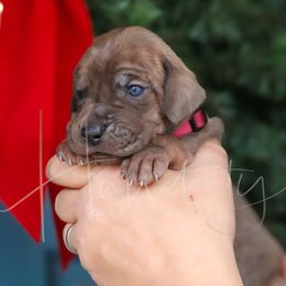 Misty - Blue female Great Dane puppy in Denison, Texas from Hundeity Great Danes