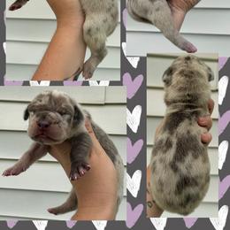 Turtle - Merle male Great Dane puppy in Wellsville, New York from Prophecy Danes