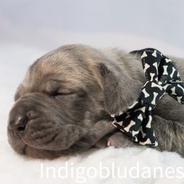 Mr. Black - Great Dane puppy from Indigo Blu Danes