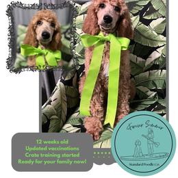 Ms Lime - Apricot female Poodle puppy in Ocean Springs, Mississippi from Forever Summer Standard Poodles