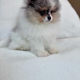 Mellow - Lavender male Pomeranian puppy in Canandaigua, New York from Fingerlakes Pomeranians