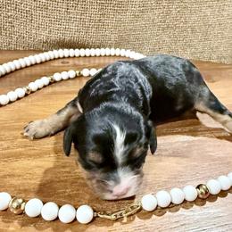 Girl 1 - Tri-color female Cavapoo puppy in Bloomfield, Iowa from Schooley Doodles