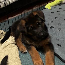 Veronica - Black and red female German Shepherd puppy in Rancho Cucamonga, California from Abbeys Golden Retriever  and German Shepherd Puppies