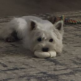 Elsa - West Highland White Terrier