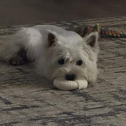 Elsa - West Highland White Terrier