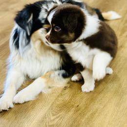 Toy Australian Shepherd puppies from Little Wood Toy and Mini Aussies