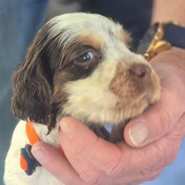 Orange - Liver white and roan female English Springer Spaniel puppy in Henagar, Alabama from Windy Oak Kennels