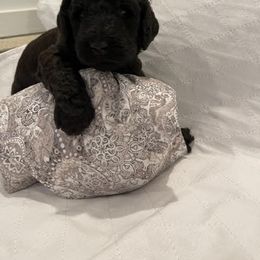 Poodle Puppies from Elysian Poodles