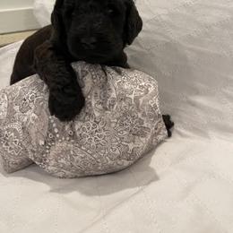 Poodle Puppies from Elysian Poodles