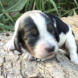 Gina - Black white and tan female English Springer Spaniel puppy in Bay City, Wisconsin from Springer Hills Farm