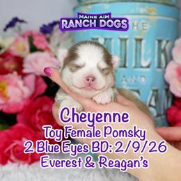 Cheyenne - Lavender female Pomsky puppy in Humeston, Iowa from M.A.R. Dogs