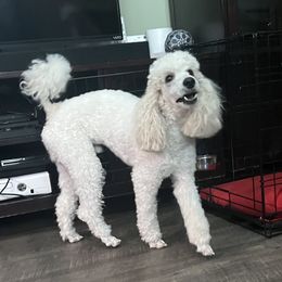 Archer - Poodle
