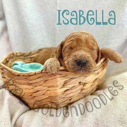 Goldendoodle Puppies from R&L Goldendoodles