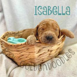 Goldendoodle Puppies from R&L Goldendoodles