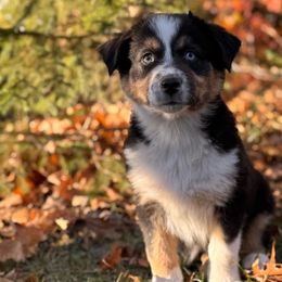 United - Black tri-color female Australian Shepherd puppy in Argyle, Iowa from Country Time Kennels