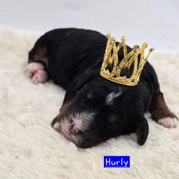 Hurly - Tri-color male Bernedoodle puppy in Neillsville, Wisconsin from Granton Creek