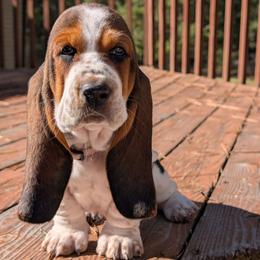 Allison - Black brown and white female Basset Hound puppy in Polson, Montana from BeautyBea's Flathead Lake Bassets