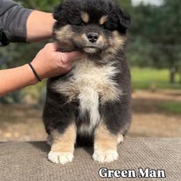 Green Boy - Black male Finnish Lapphund puppy in Redding, California from AlpenGlō Kennels
